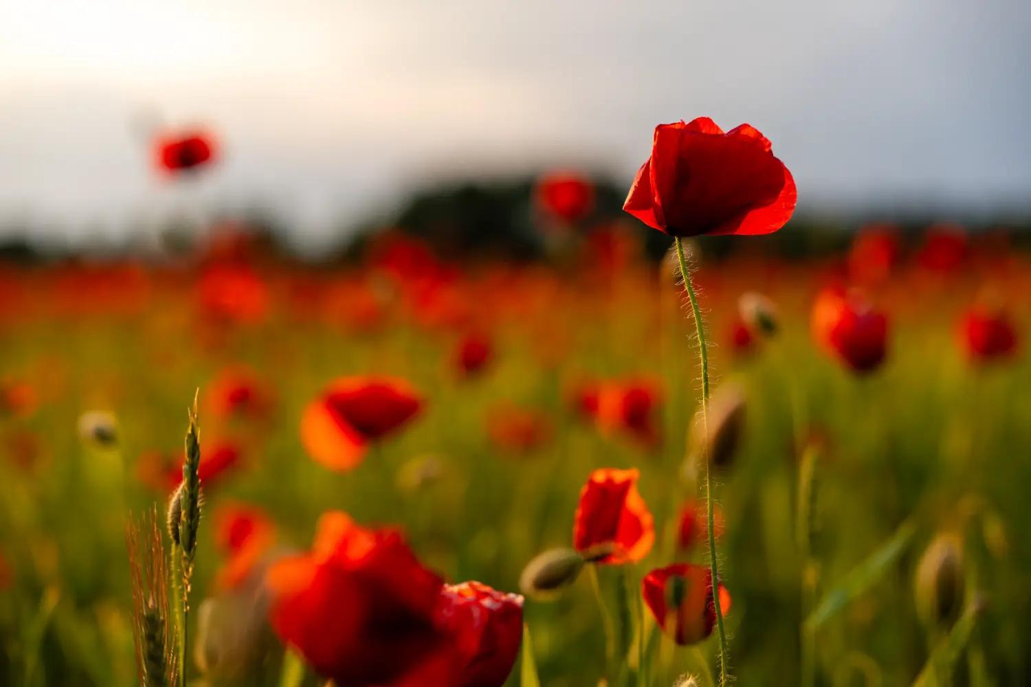 6 Meaningful Ways to Commemorate Memorial Day